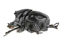 コガネムシ科その1