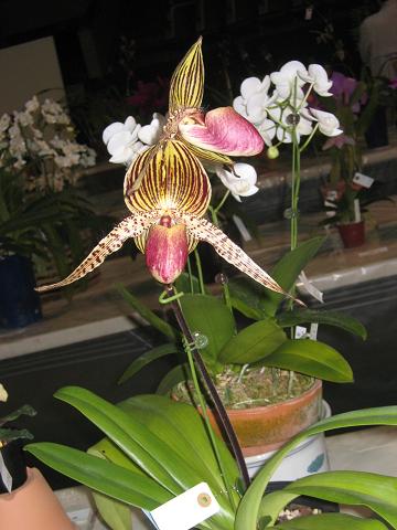 琉球新報蘭展 2005 パフィオ1