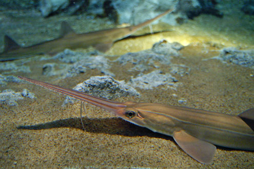 ノコギリザメと会える水族館｜WEB水族館