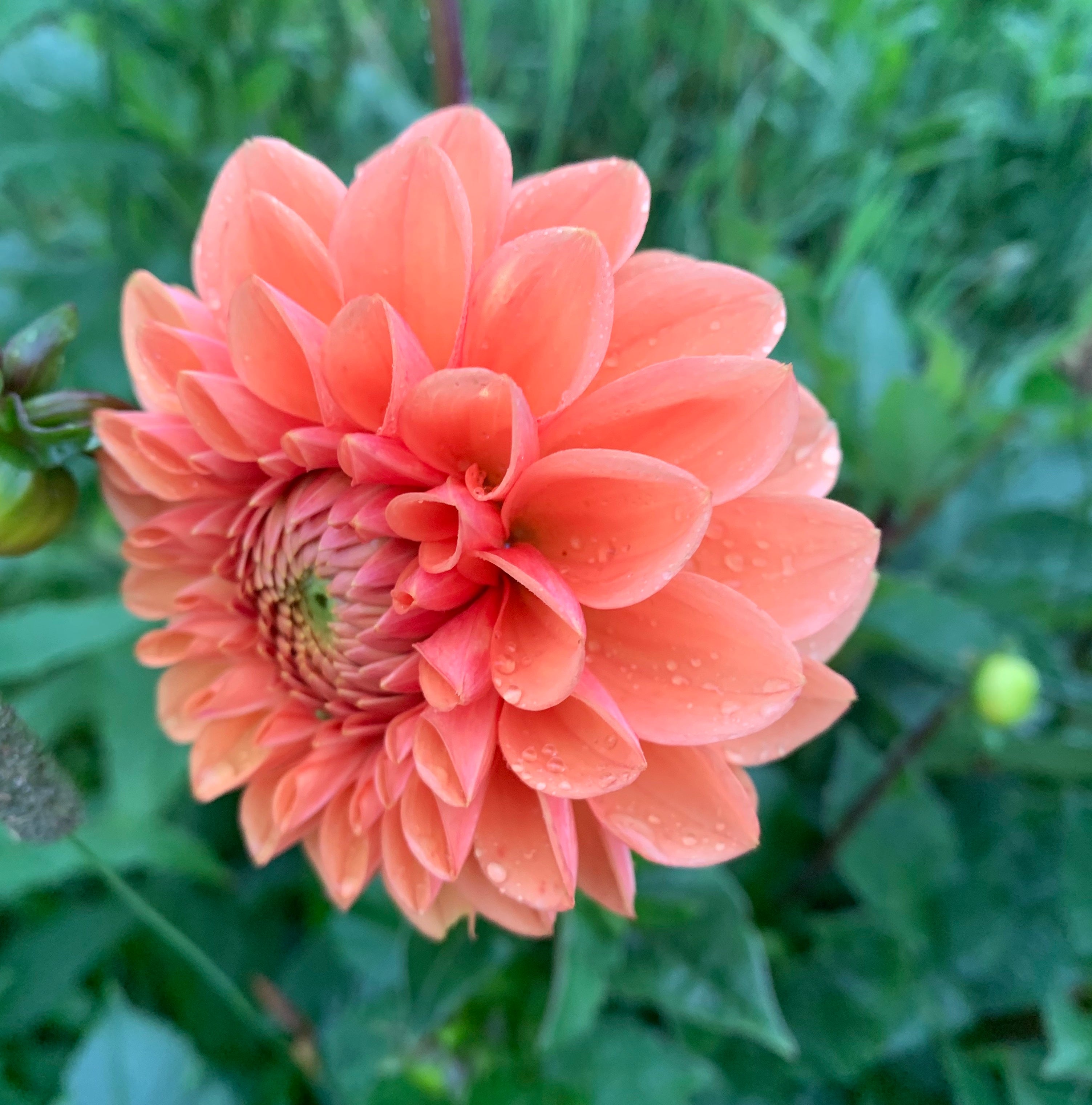 Farm Fresh Coral Dahlias by the Box: 25-200 Stems | Westfield