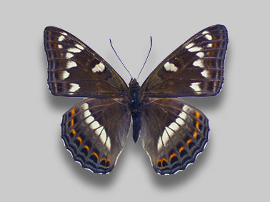 タテハチョウ科標本（Nymphalidae）