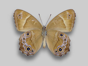 ヒカゲチョウ標本