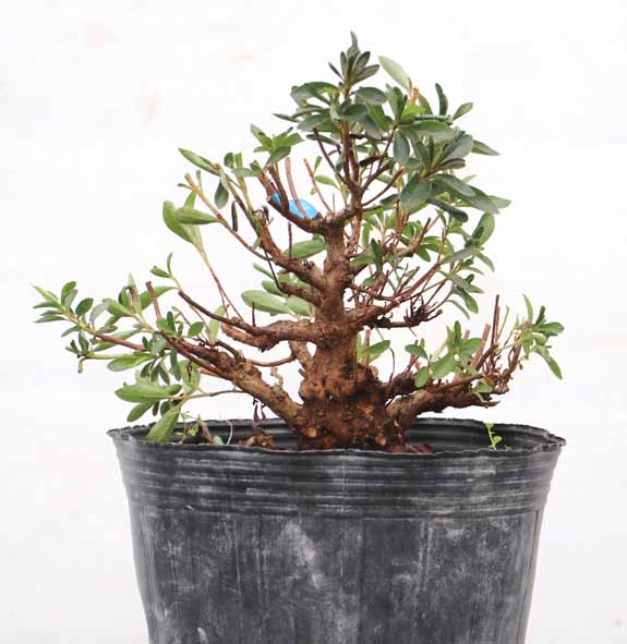 10cm以上 20cm未満 : ヤマカ園芸, 皐月販売