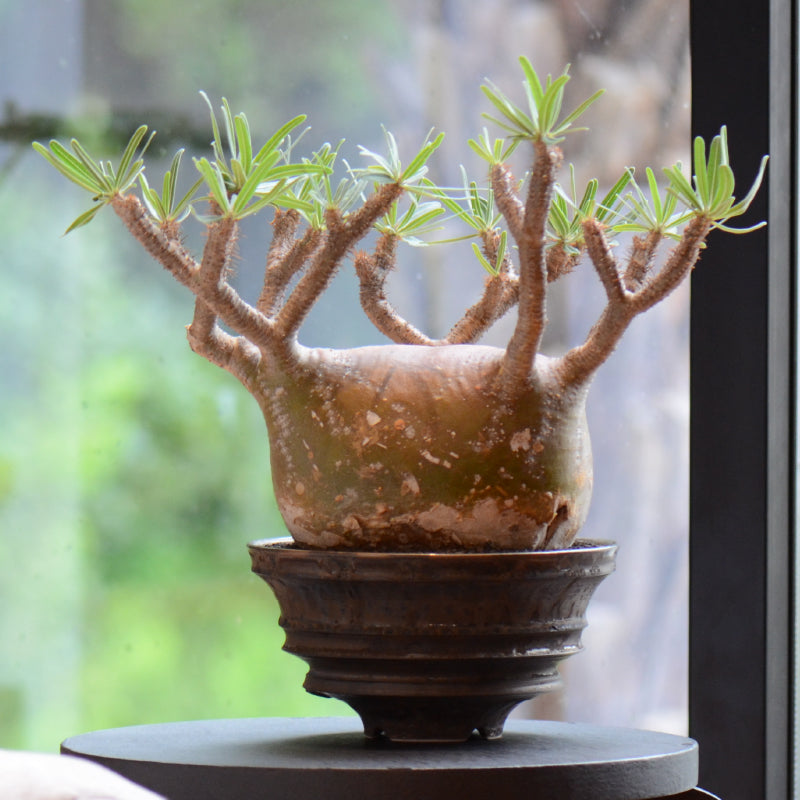 パキポディウムグラキリス ×マルチエッジ – ハチラボ