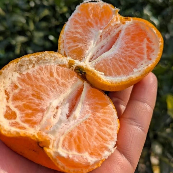 和歌山名物】蔵で熟成！志賀農園の太田ポンカン3kg~ | 5STAR MARCHE