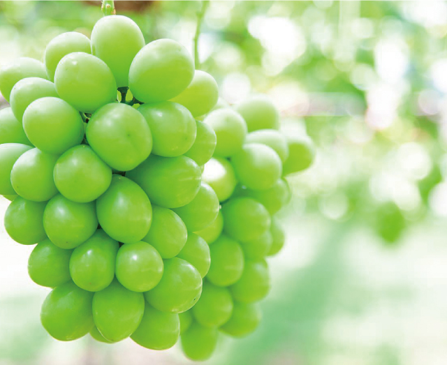 株式会社 LOCAL RICH 3in｜ぶどうのこと