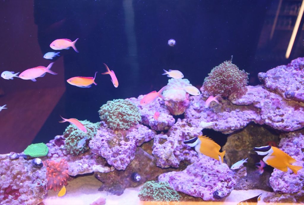 ライブロックが海水水槽に必要な理由｜取り扱いからレイアウトまでご