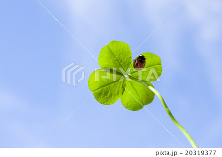幸運の四つ葉のクローバーの裏にはてんとうむし 見上げるの写真素材