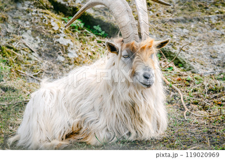 天然素材 山羊の角 【公式通販】