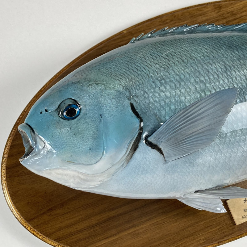 剥製作品 – 田中剥製 Tanaka Fish Taxidermy