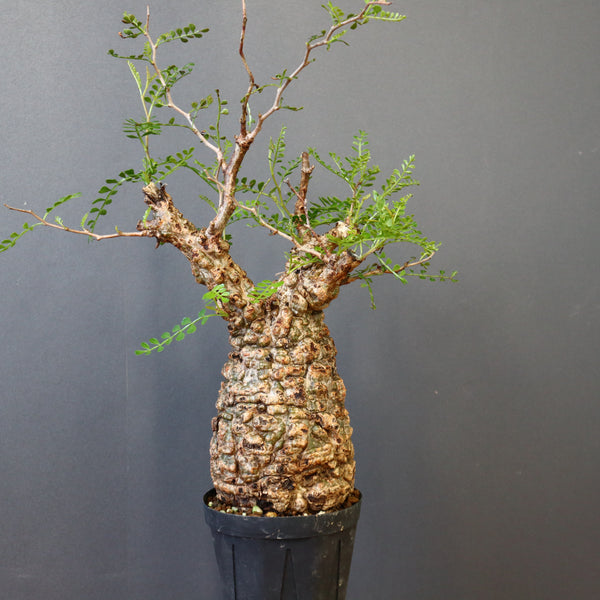 PK116オペルクリカリア パキプス コーデックス ベアルート株 オペル