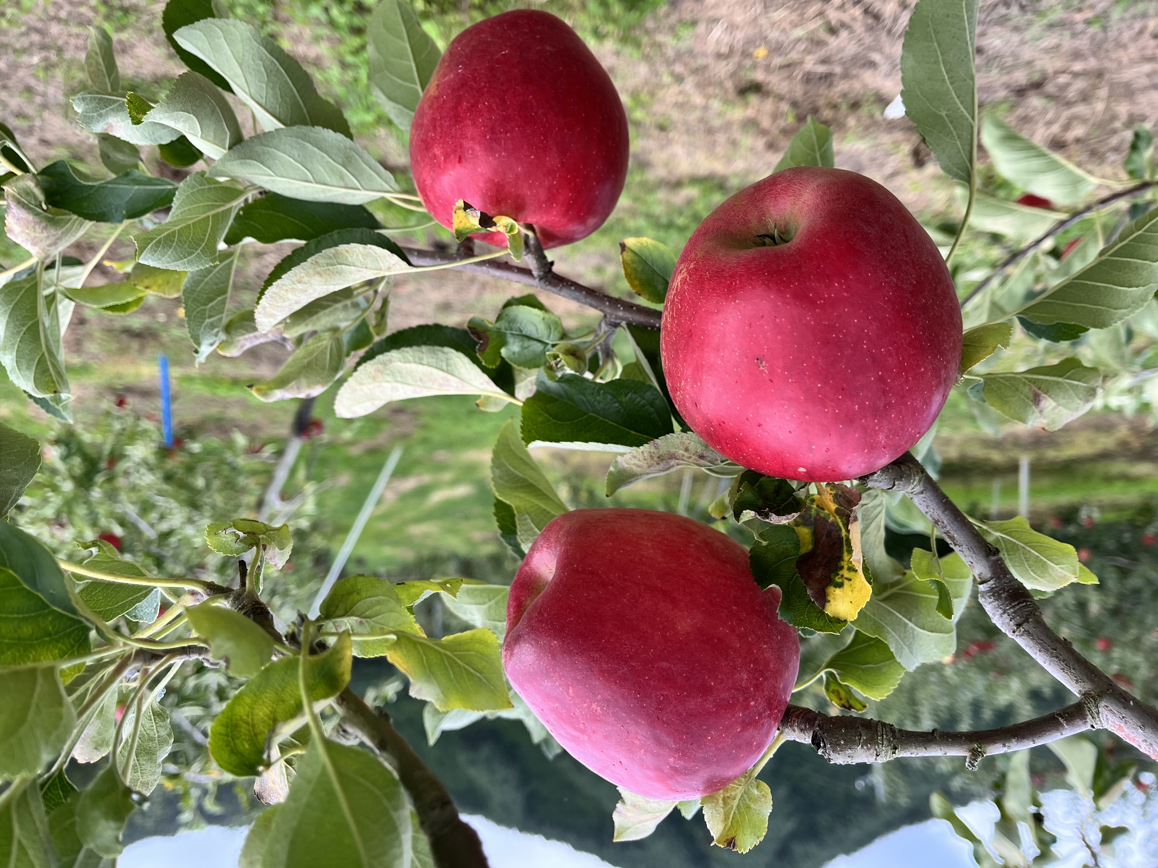 髙橋りんご園 | 群馬県沼田市の老舗りんご農園 - 新鮮なりんご・りんご