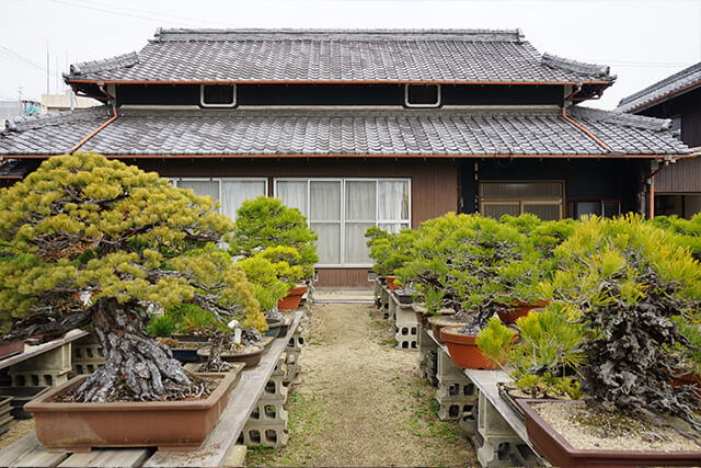 瀬戸内の島々で山採りをした黒松盆栽が並ぶ「北谷養盛園」 | 高松盆栽