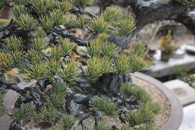 瀬戸内の島々で山採りをした黒松盆栽が並ぶ「北谷養盛園」 | 高松盆栽