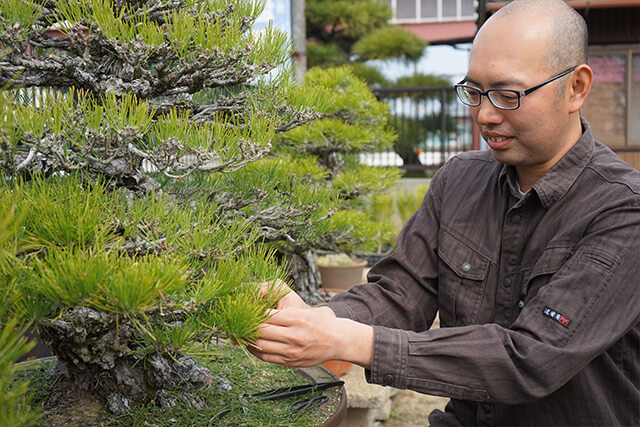 瀬戸内の島々で山採りをした黒松盆栽が並ぶ「北谷養盛園」 | 高松盆栽