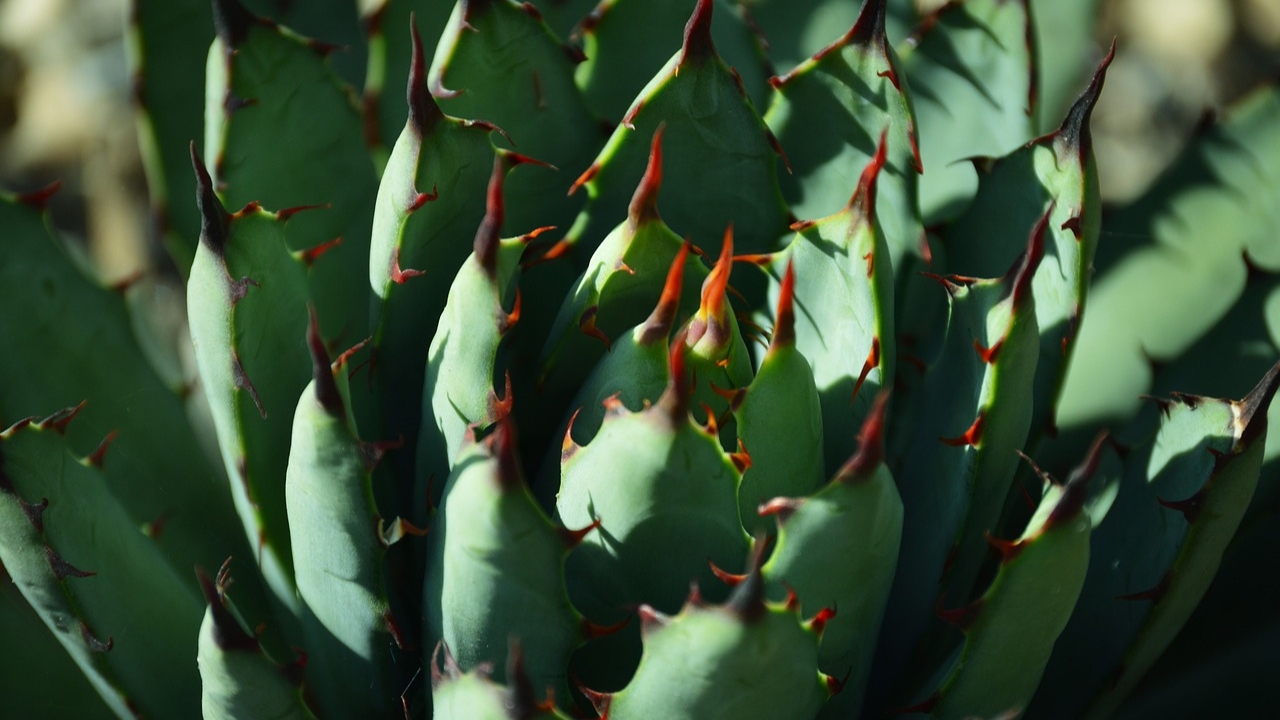 アガベの特徴的な美しさと独自の魅力！園芸のトレンド植物 | Takez Plants