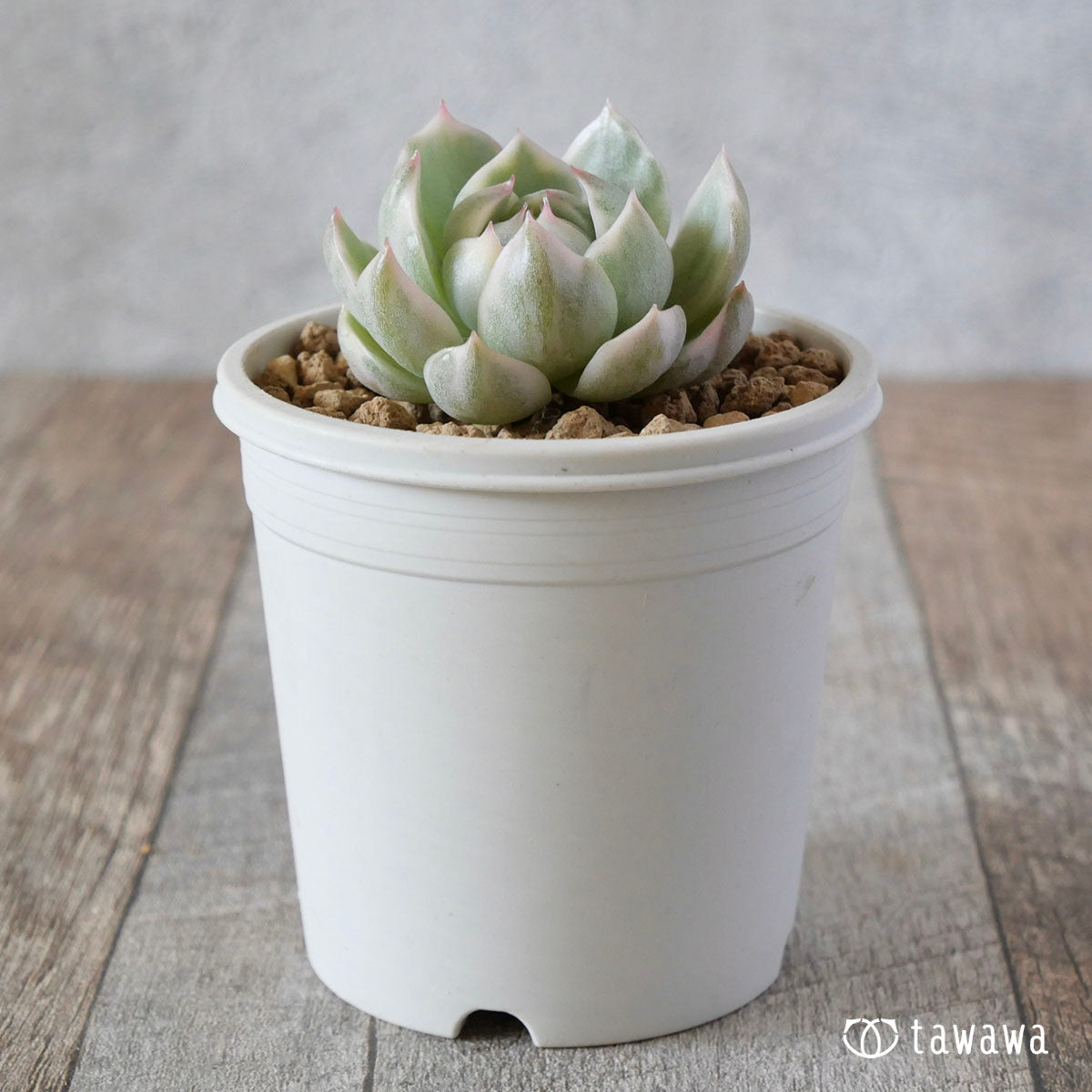 クイーンマリア錦 – 多肉植物の通販・販売サイト tawawa