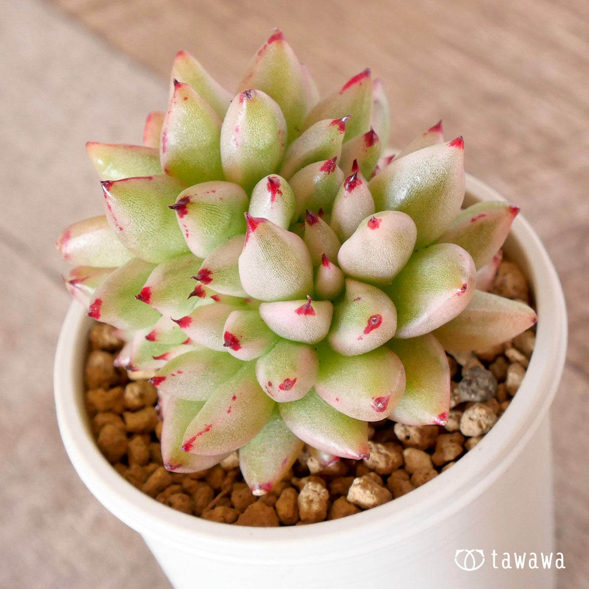 マリア錦綴化 – 多肉植物の通販・販売サイト tawawa