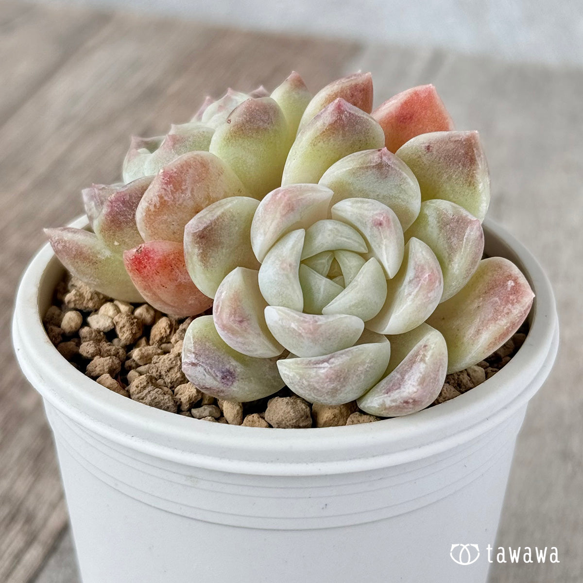 トリスト【双頭苗】（チャンヒー農園苗） – 多肉植物の通販・販売