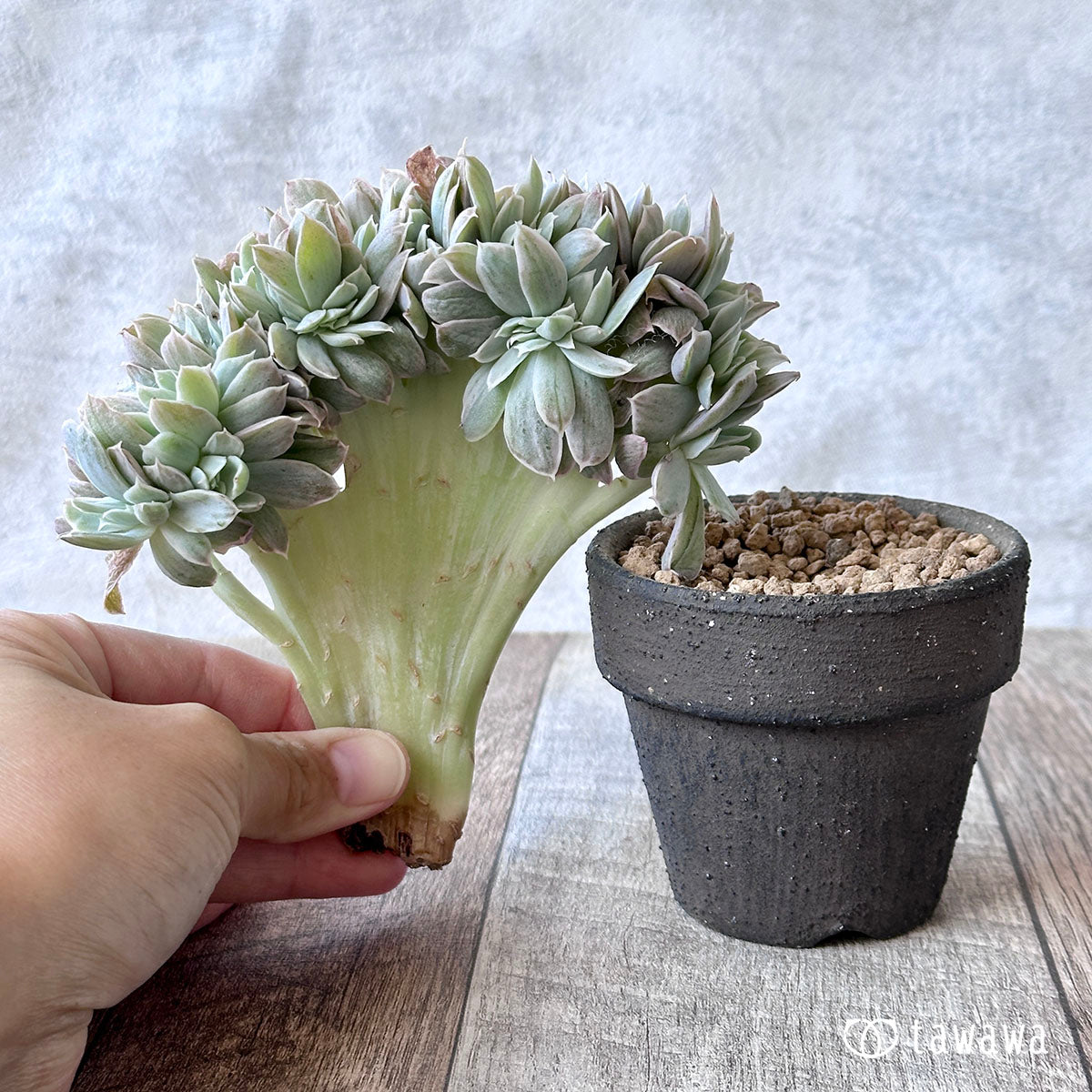 パステル錦 綴化 ① – 多肉植物の通販・販売サイト tawawa