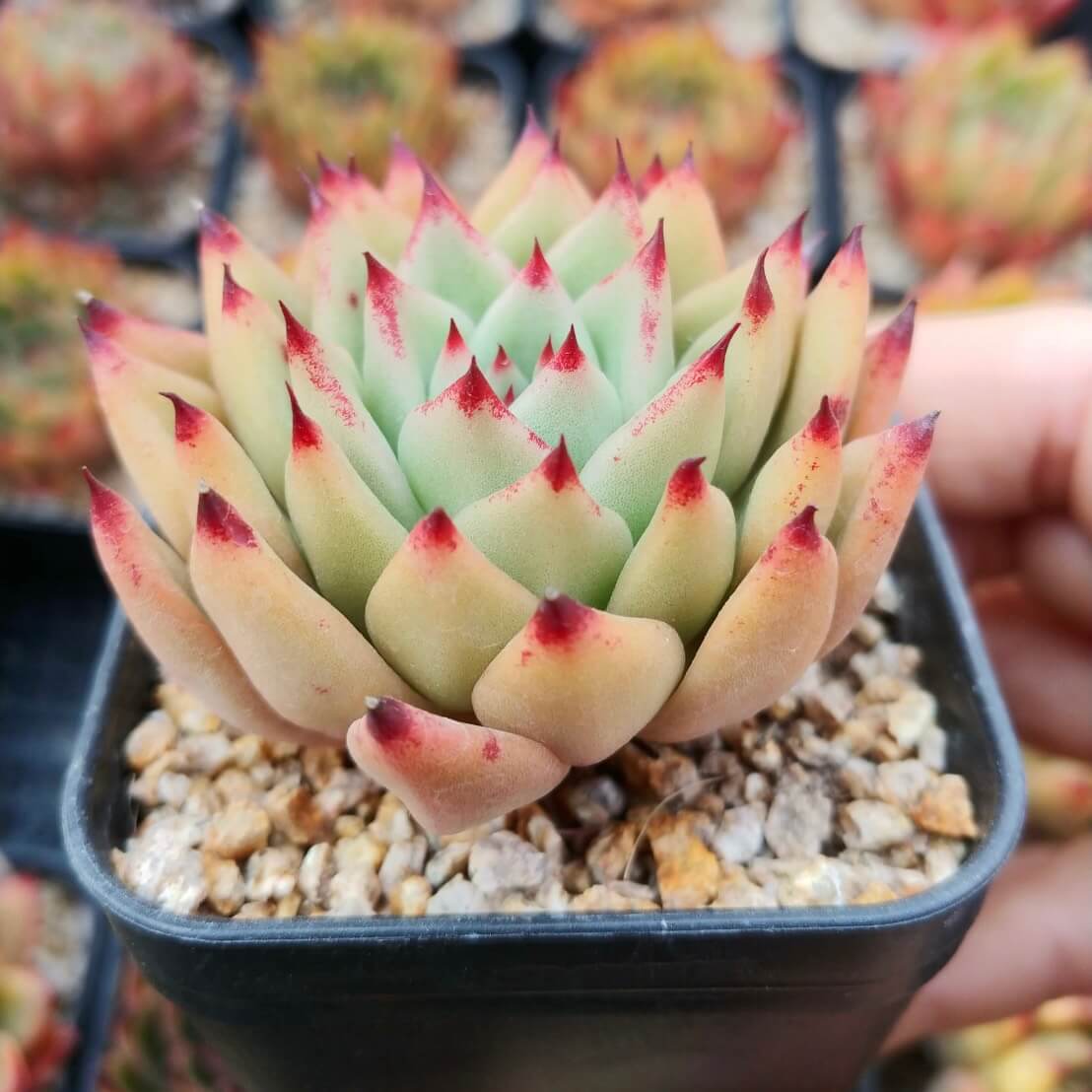 アガボイデスhyb （MS苗） – 多肉植物の通販・販売サイト tawawa