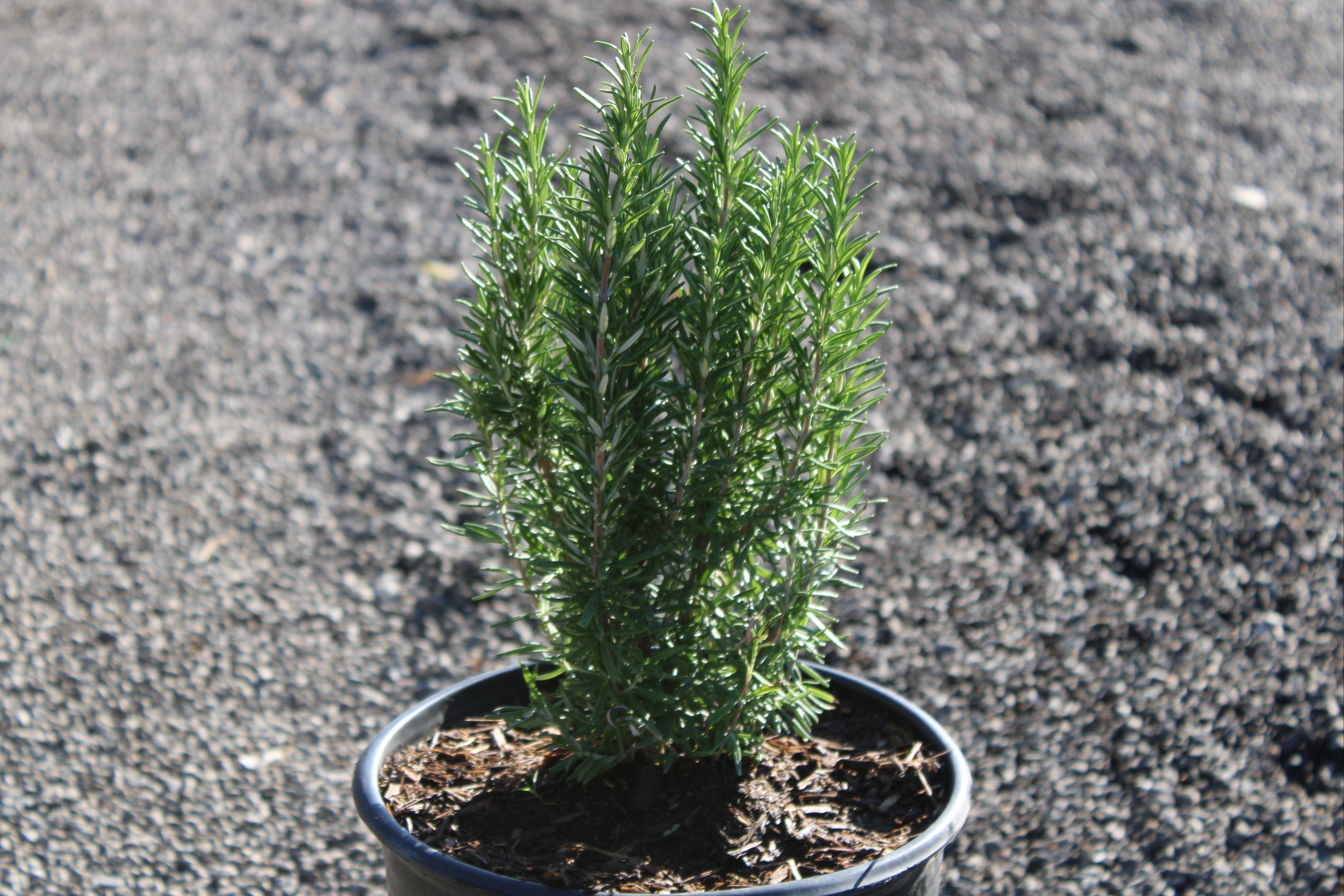 Rosemary
