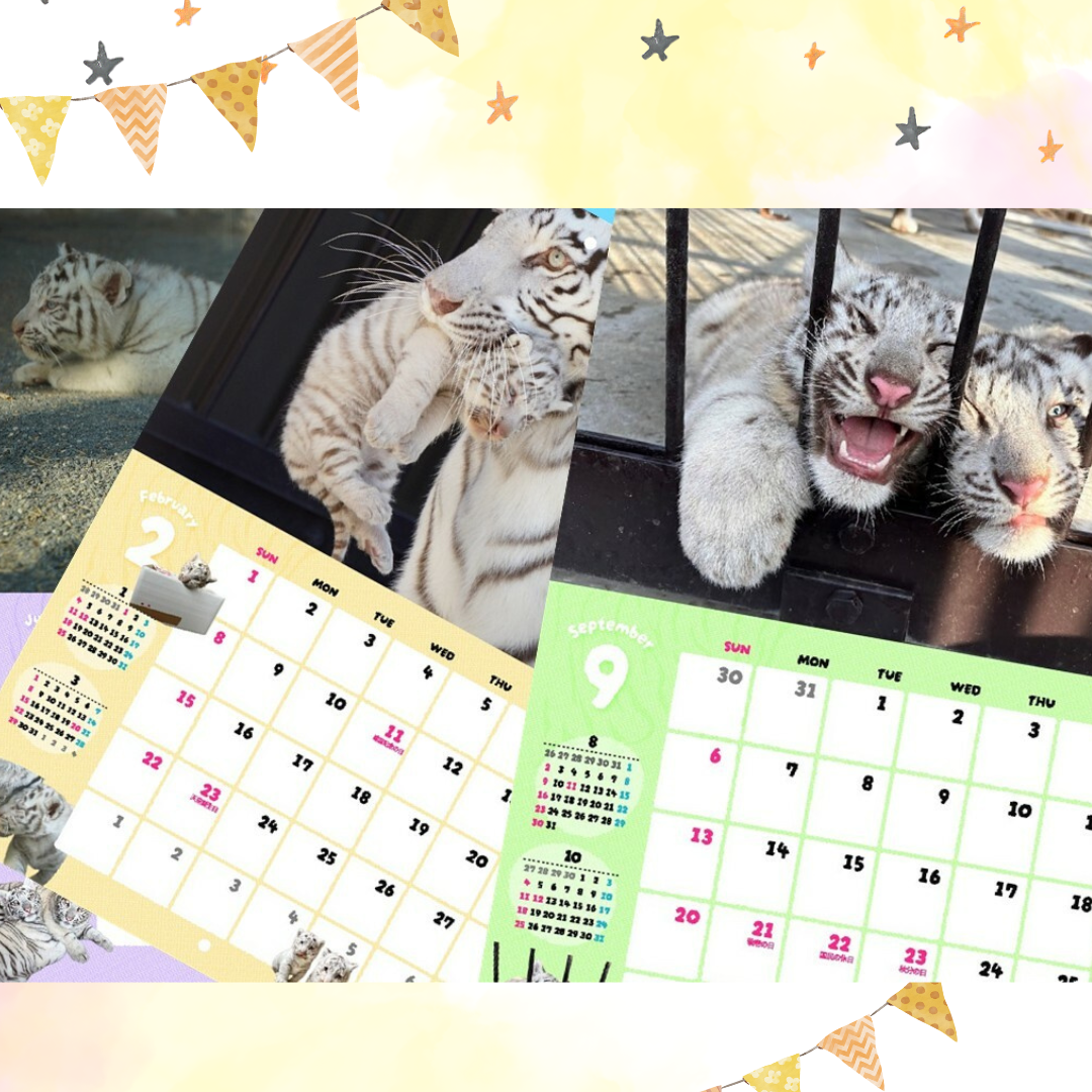 ホワイトタイガーのコタ・ハク 2026年オリジナルカレンダー