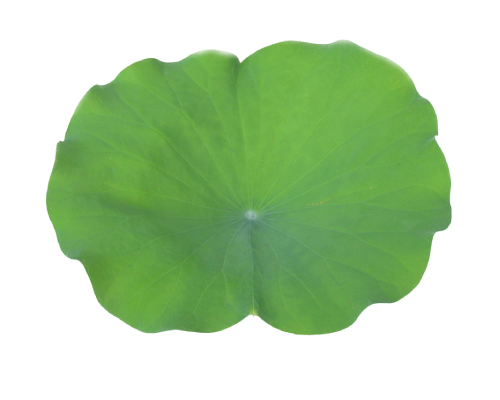 蓮の葉 【切花】 | 杜若園芸WEBショップ｜水草の生産販売【通販ショップ】