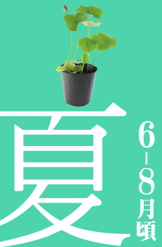 ハス・はす・蓮】ハスの季節ごとの苗の状態と管理(育て方) | 杜若園芸