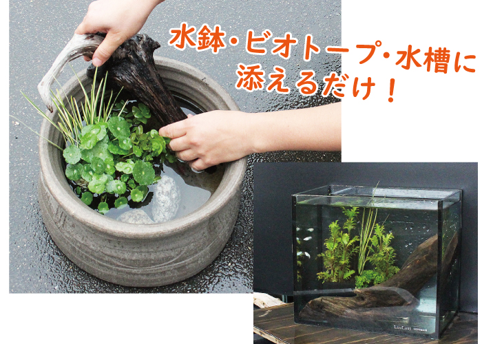 ナチュラルホーンウッド-144 | 杜若園芸WEBショップ｜水草の生産販売