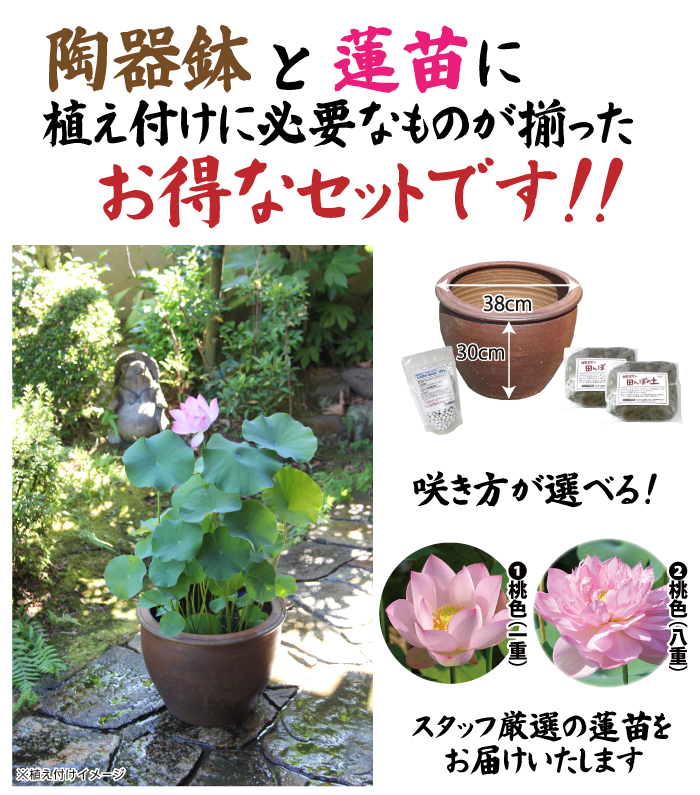 陶器鉢付き！おまかせ小型蓮苗付き5点セット | 杜若園芸WEBショップ
