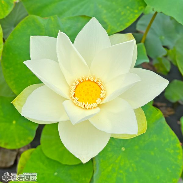 ハスの色】黄色系 | 杜若園芸WEBショップ｜水草の生産販売【通販ショップ】