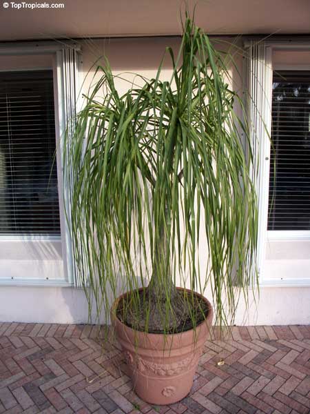 Beaucarnea recurvata (Ponytail Palm) | Top Tropicals Plant