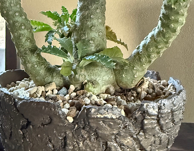 ギガス Dorstenia gigas | 益子焼窯元よこやま
