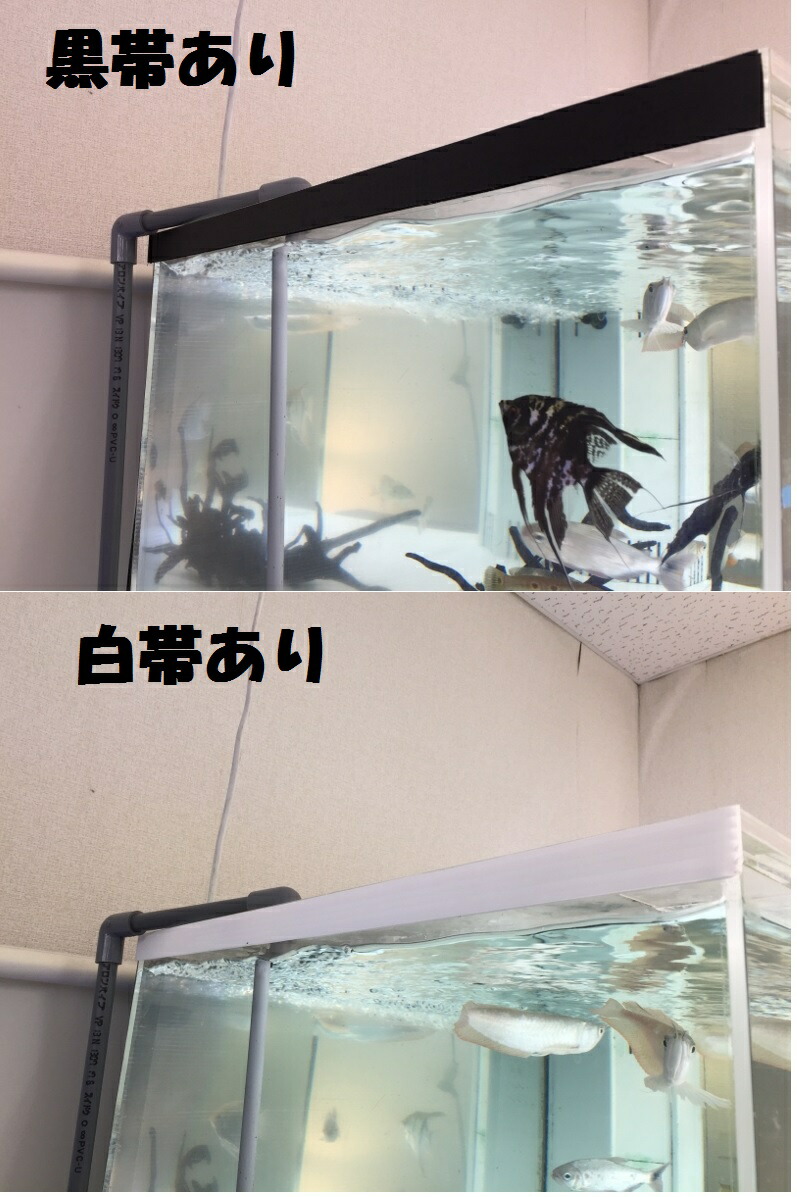 楽天市場】120×60×60 アクリル水槽(10t) : 熱帯魚のmishima 楽天市場店