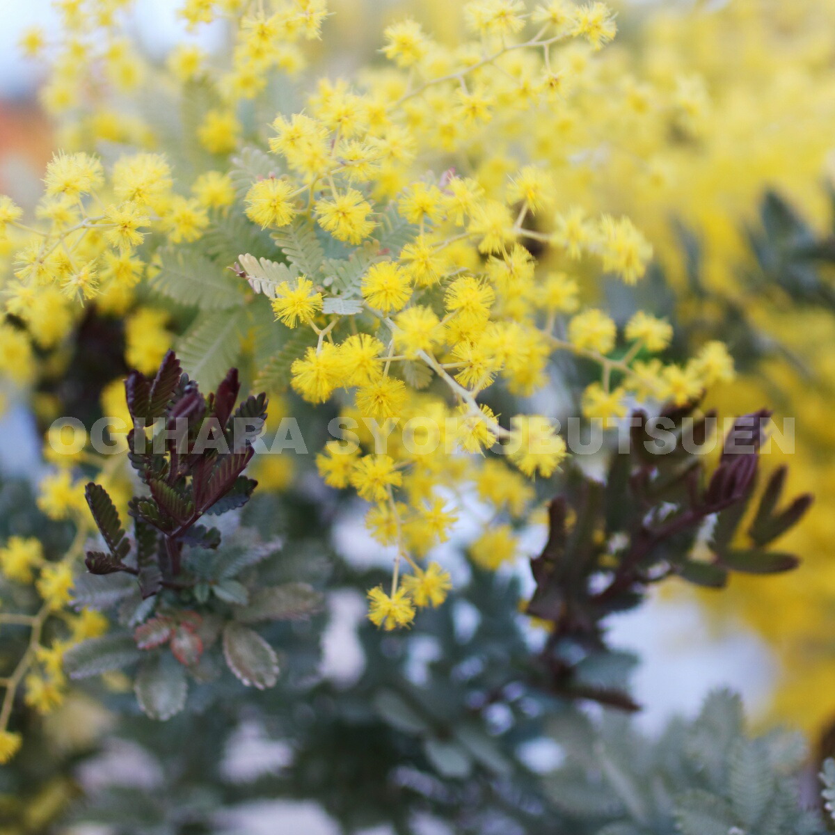 楽天市場】ミモザ（ギンヨウアカシア） ダーク アイ : おぎはら植物園