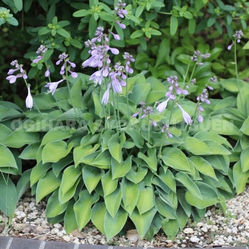 楽天市場】ギボウシ（ホスタ） 姫トクダマ : おぎはら植物園