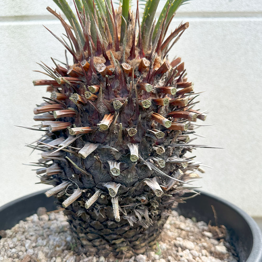 楽天市場】【店内全品2個同時購入10％OFFクーポン配布中】 観葉植物