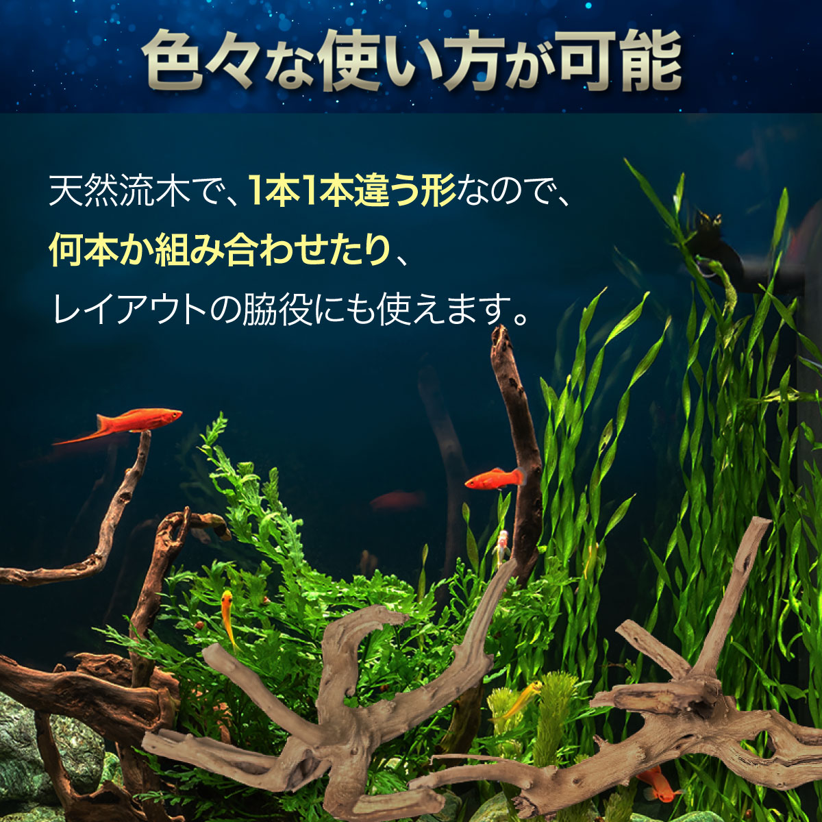 楽天市場】【置き配配送】 【1個】Sサイズ 形状お任せタイプ