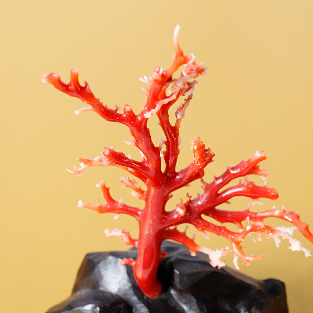 楽天市場】1点物 日本産血赤珊瑚『拝見』 3月 誕生石 珊瑚 置物 還暦祝