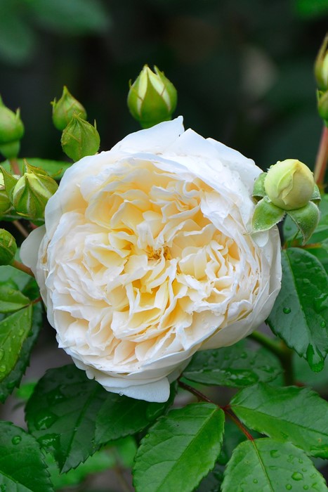 楽天市場】バラ苗【中苗】パーペチュアリーユアーズ 国産苗 6号鉢植え