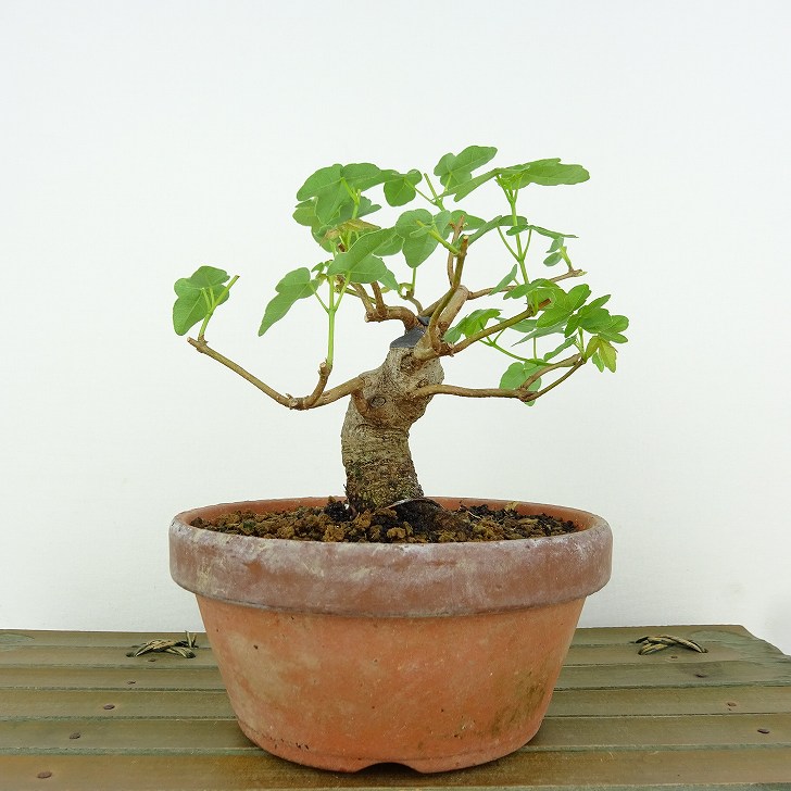 植木 盆栽 楓」の人気商品一覧 | 安い商品を通販サイトから探す - 価格.com