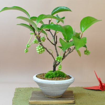 楽天市場】ミニ盆栽 美男かずら びなんかずら 美男葛 ミニミニ盆栽 実