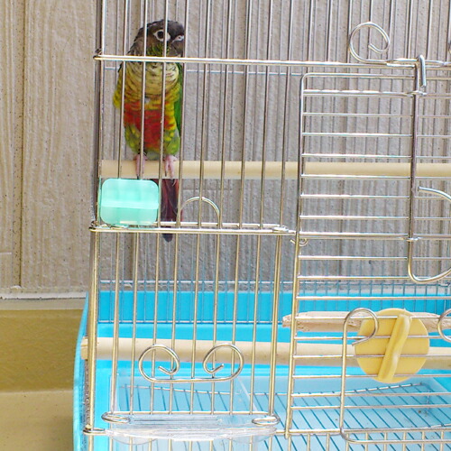 楽天市場】【スドー】小鳥ケージ用 ドアストッパー : CAP！