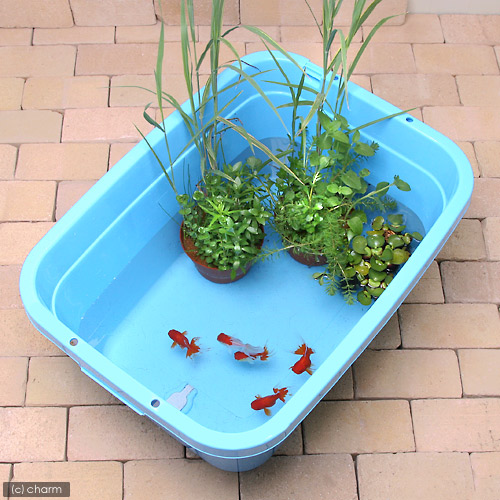 楽天市場】トンボ角型タライジャンボ 水抜栓付 60型 お一人様1点