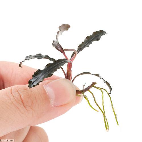 楽天市場】（水草）ブセファランドラsp．クダガン（無農薬）（水中葉