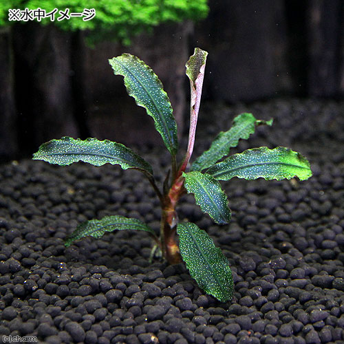 楽天市場】（水草）ブセファランドラsp．クダガン（無農薬）（水中葉