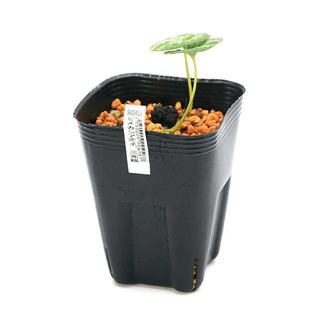 楽天市場】（山野草）カンアオイ（寒葵）品種系細辛 三光錦 3号（1