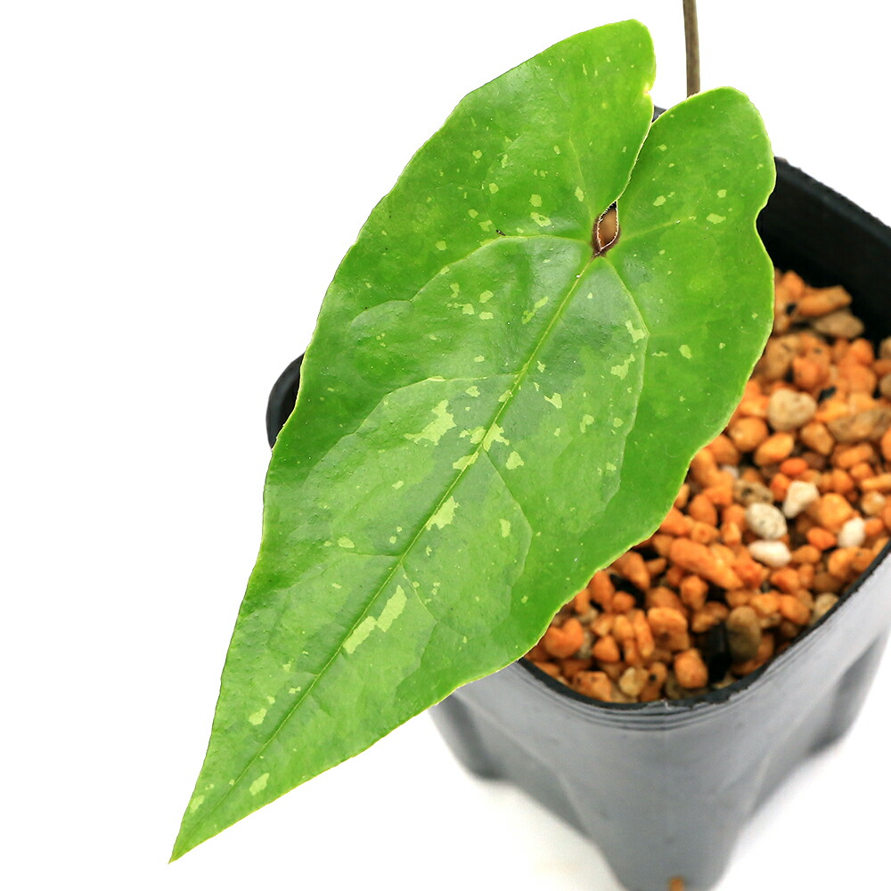 楽天市場】（山野草）カンアオイ（寒葵）下花サイシン（下花細辛）3号