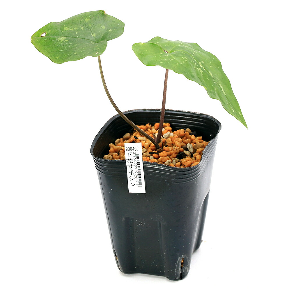 楽天市場】（山野草）カンアオイ（寒葵）下花サイシン（下花細辛）3号